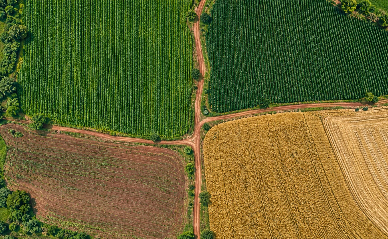 Vista aérea ilustrativa de talhões com linhas de plantio, estradas de terra e uma área de colheita