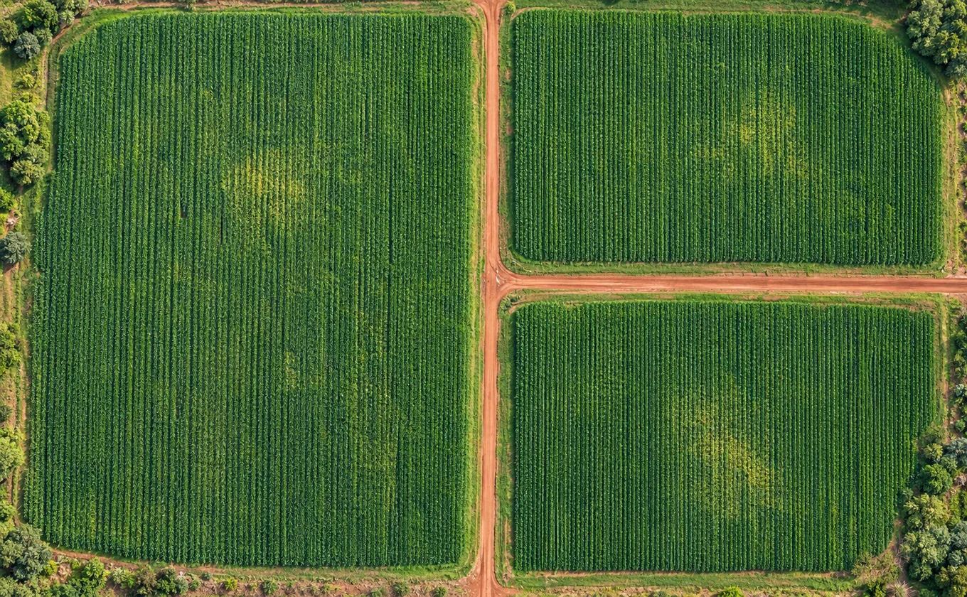 Vista aérea ilustrativa de talhões com linhas de plantio, estradas de terra e variações na vegetação