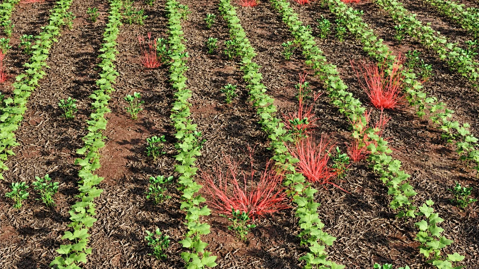 Linhas de algodão e plantas daninhas de folhas estreitas destacadas em vermelho